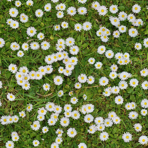 白色的花朵在草坪上查看无缝纹理背景