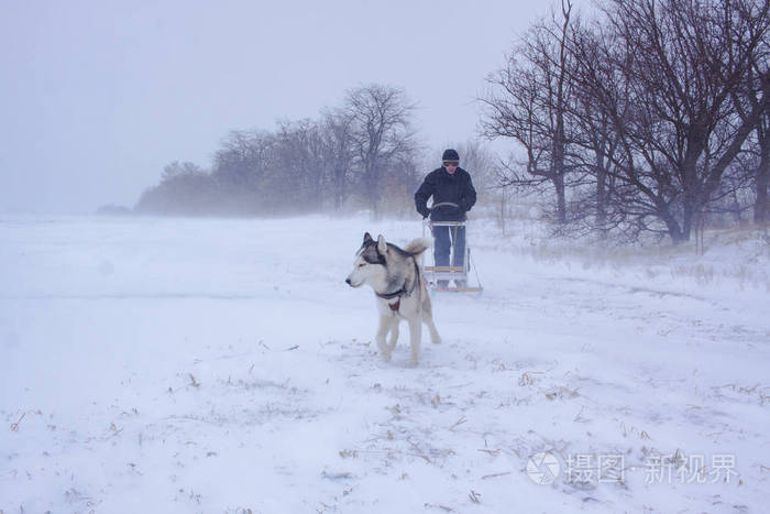 西伯利亚的哈士奇狗在冬天的森林里和一个男人拉雪橇