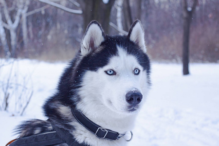 雪中橇犬冬季森林中西伯利亚哈士奇犬