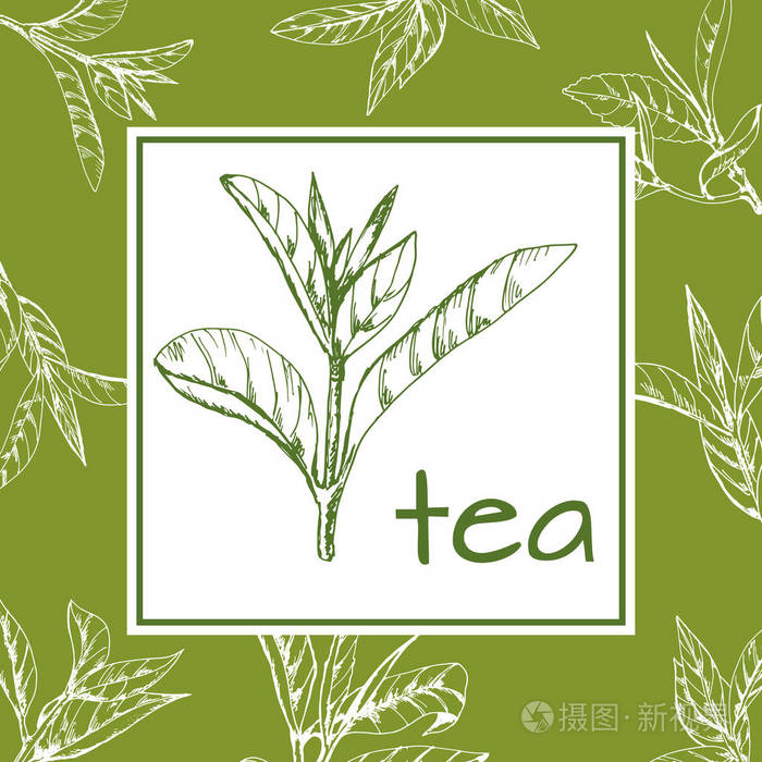 茶叶标志载体, 背景用手绘叶子和茶枝