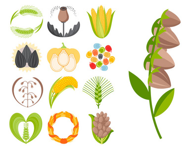 谷物种子谷物产品徽章矢量徽标模板集天然植物麦片颗粒有机粥粉插图
