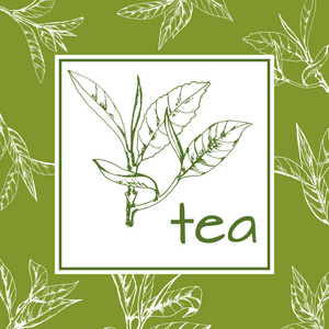 碧螺春茶茶叶标志载体, 背景用手绘叶子和茶枝照片
