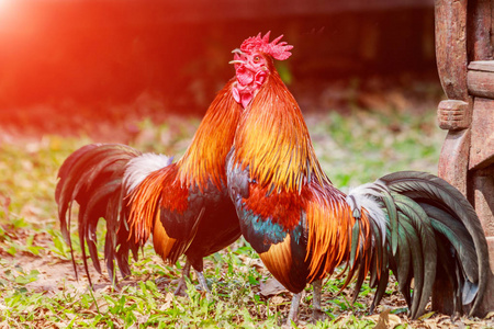 清晨阳光下农场草坪上的鸡群