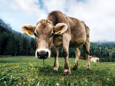 在高山草甸放牧的褐色母牛