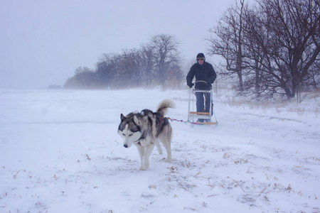 西伯利亚的哈士奇狗在冬天的森林里和一个男人拉雪橇