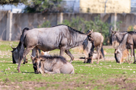 牛羚群, 也叫羚羊 Connochaetes 在地上寻找食物
