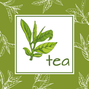 茶叶标志载体, 背景用手绘叶子和茶枝