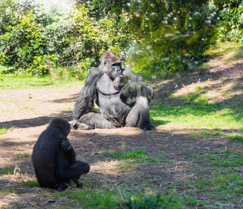 雄性和雌性大猩猩坐在地上, 在一个阳光明媚的午后休息。