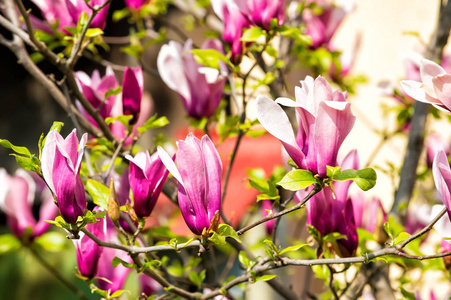 玉兰树在紫罗兰色的花朵上, 在阳光明媚的日子, 春天