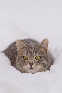 家猫在阴天躺在雪地上