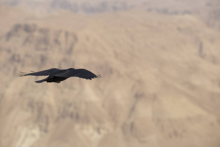 乌鸦走一只黑色的大乌鸦在模糊的朱背上飞走了照片