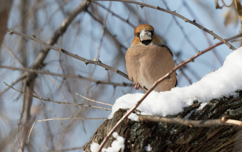 鹰翅目Coccothraustescocothraustes坐在树枝上，在自然栖息地Coccothraustescocot