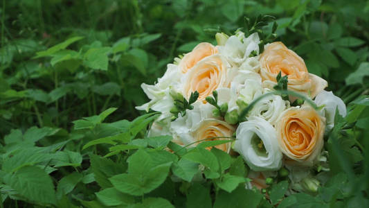 beautifulroses绿草背景上美丽的玫瑰花束.剪辑.一束玫瑰在草丛中照片