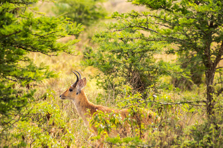 肯尼亚内罗毕公园萨凡纳灌木丛中的黑斑羚。