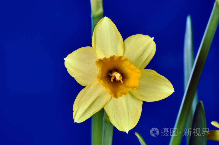 春天的黄色水仙花照片 正版商用图片11kp4f 摄图新视界