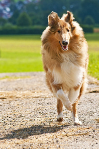 牧羊犬近距离射击