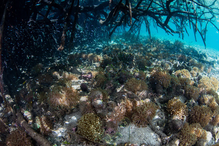 珊瑚生长在海底沿红树森林边缘在拉贾安帕特印度尼西亚.