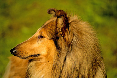 牧羊犬近距离射击