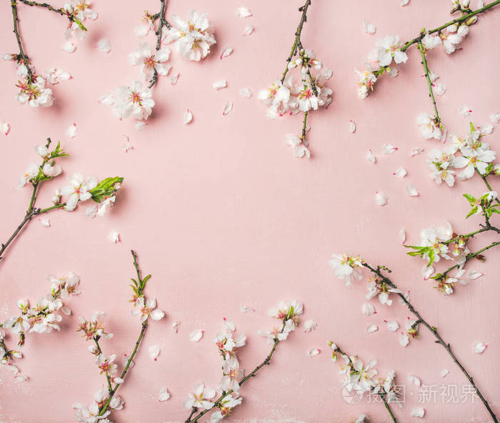 春季花卉背景纹理和壁纸 淡粉色背景的白色杏仁花照片 正版商用图片11krnt 摄图新视界