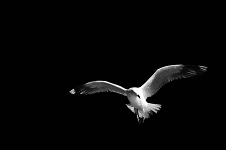 在澳大利亚，一只白色的自由海鸥在晴朗的天空中飞翔