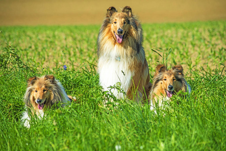 牧羊犬近距离射击