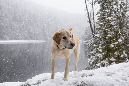 雪地里的金色猎犬。 在不列颠哥伦比亚省温哥华以北的斯夸米什和惠斯勒附近的布罗姆湖。