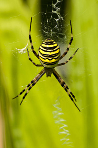 用网关闭Wespenspinne或Argiope Bruennichi Cornacchiaa。