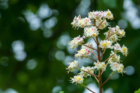 栗子花。枝栗特写..白色的栗子花在绿叶茂盛的背景下拍摄。栗树的开花枝