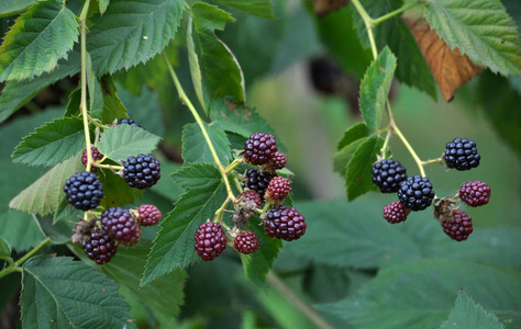 黑莓灌木浆果