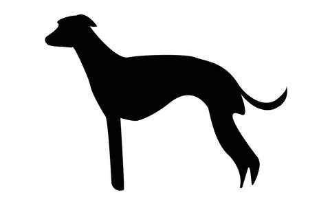 惠比特犬图片大全