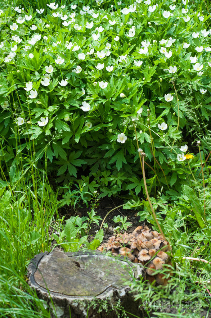 夏季景观带花 青葵是一种早春开花的植物 俗称木葵 风花 顶针草和狐臭 是指树叶的麝香气味照片 正版商用图片11l044 摄图新视界
