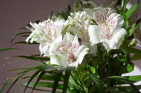 阿尔斯特洛梅里亚，俗称秘鲁百合或印加百合，是阿尔斯特洛梅里科花生植物的一个属。