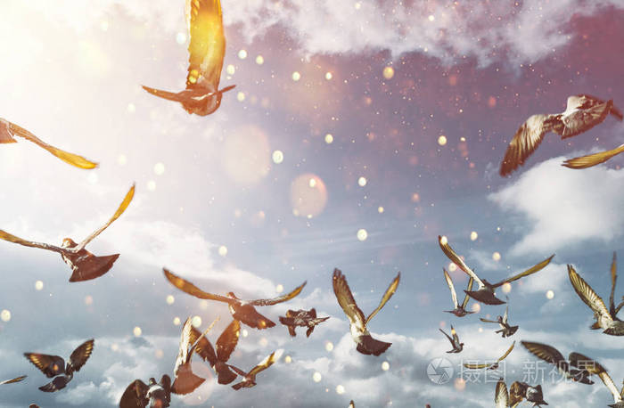 成群的鸽子在蓝色阳光明媚的天空中飞翔和平