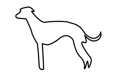 惠比特犬图片大全