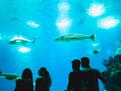 人们在水族馆的玻璃上看鱼