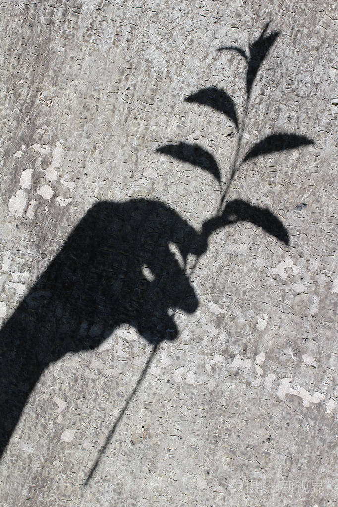 在混凝土墙上用一根植物树枝手工影子