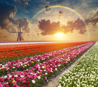 从鹿特丹运河通往荷兰风车的道路。荷兰。荷兰