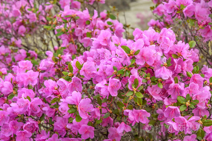 带紫色花的鲜艳花背景紫鹃雨后滴水