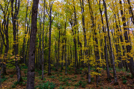 秋天森林在图片岩石, 穆辛, mi, usa