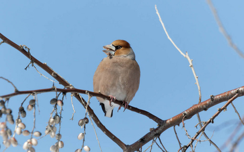 鹰翅目Coccothraustescocothraustes坐在树枝上，在自然栖息地Coccothraustescocot