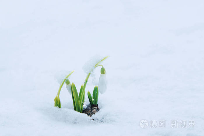 雪白温柔的雪花莲在雪地里