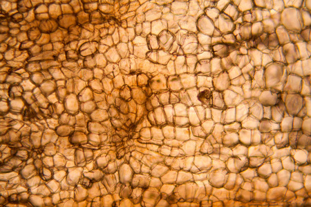 显微镜下的细胞图片