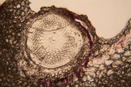 洋葱根细胞在显微镜下