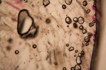 显微镜下的洋葱细胞