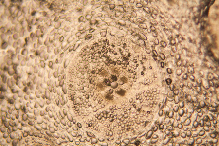 洋葱根细胞在显微镜下照片