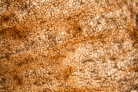 显微镜下的胡萝卜细胞照片