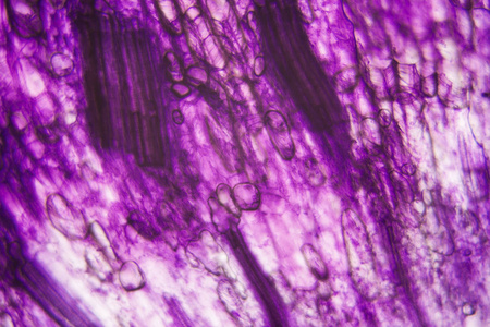 显微镜下的郁金香干细胞