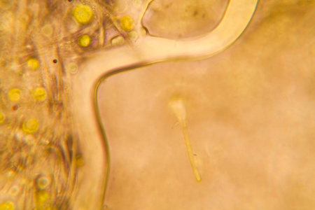 腐烂植被的腐臭水中生物的微观观察
