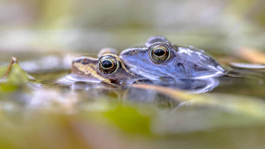 沼泽青蛙夫妇淹没在水中照片