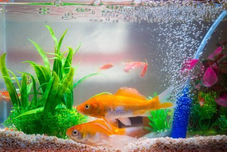 鱼缸或水族馆里的小鱼 金色的鱼 小狗和红色的鱼 绿色植物的花式鲤鱼 水下的生活理念 相似素材图片 摄图新视界 鱼缸或水族馆里的小鱼 金色的鱼 小狗和红色的鱼 绿色植物的花式鲤鱼 水下的生活理念 相似素材图片 摄图新视界